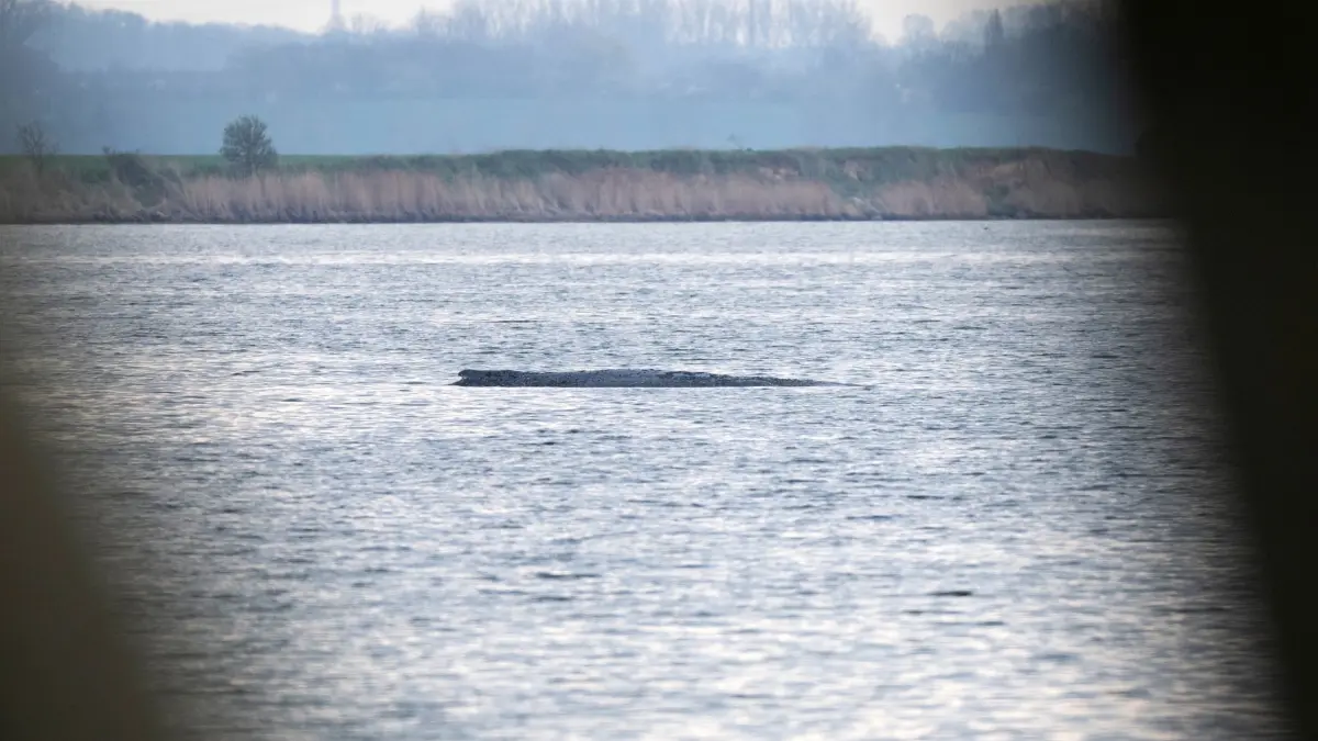 Rettungsaktion für den Buckelwal: 16.04.2026, Mecklenburg-Vorpommern, Poel: Der Buckelwal liegt am Morgen vor der Insel Poel. Für den bei Wismar gestrandeten Buckelwal soll der neue Rettungsversuch heute beginnen. Umgesetzt werden soll das Konzept von einer privaten Initiative. Foto: Philip Dulian/dpa +++ dpa-Bildfunk +++