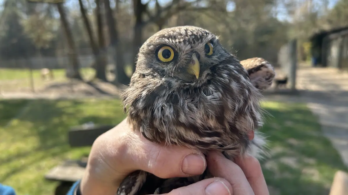Ein seltener Steinkauz im Tierheim Fürstenwalde. Der Wildvogel ist eine Eulenart und selten geworden und gilt als gefährdet.