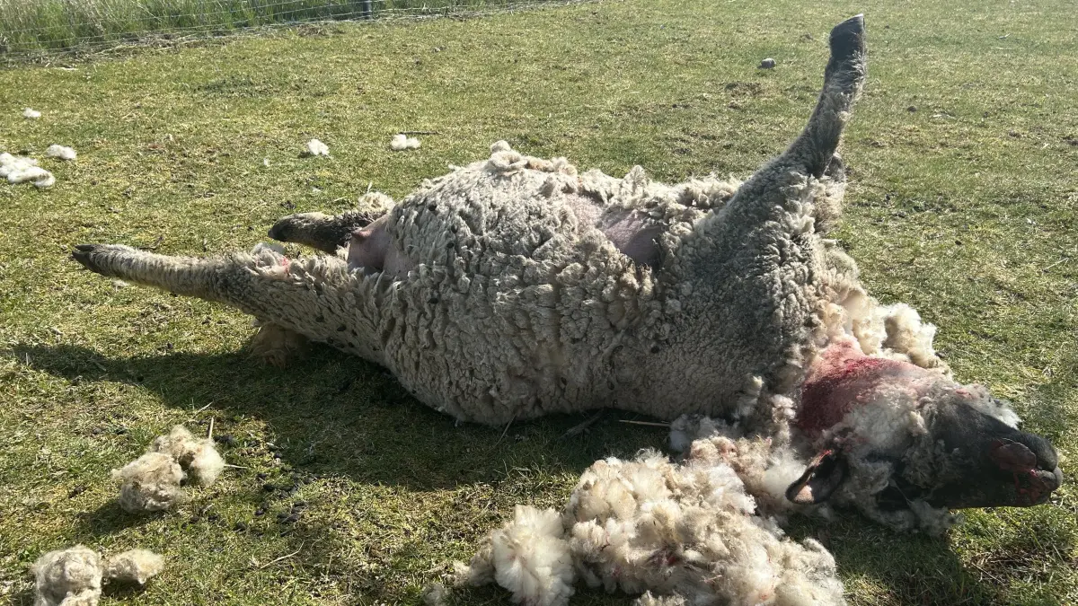 17.4.2026. Hohenfelde bei Schwedt Ein Wolf hat in Hohenfelde bei Schwedt einige Schafe gerissen. Warum sich die Besitzerin der Tiere so hilflos fühlt.