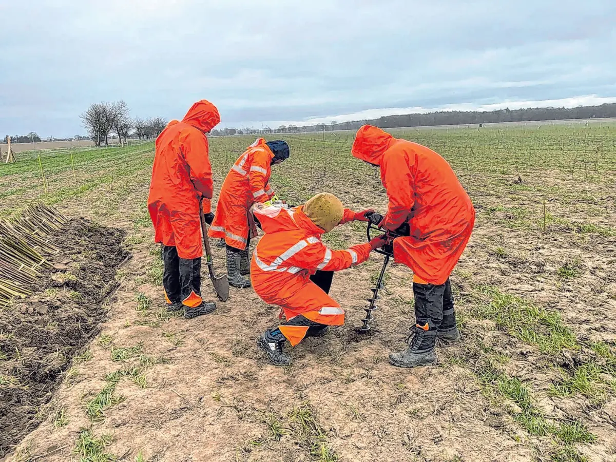 Im Außendienst setzt das Team der Baumschule Lürssen junge Forstpflanzen fachgerecht in vorbereitete Flächen.