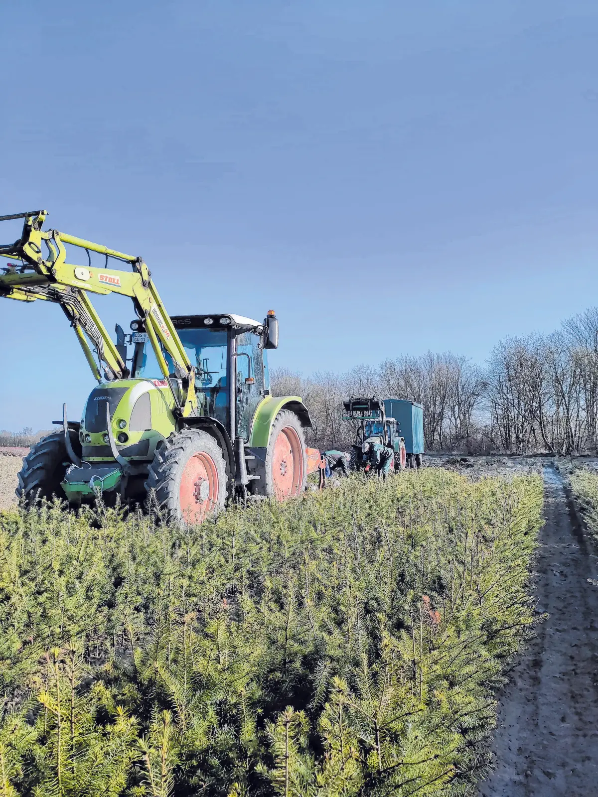 In der Baumschule werden junge Forstpflanzen gerodet, sortiert & für den Einsatz vorbereitet. ⇥Fotos: Niklas Teerling