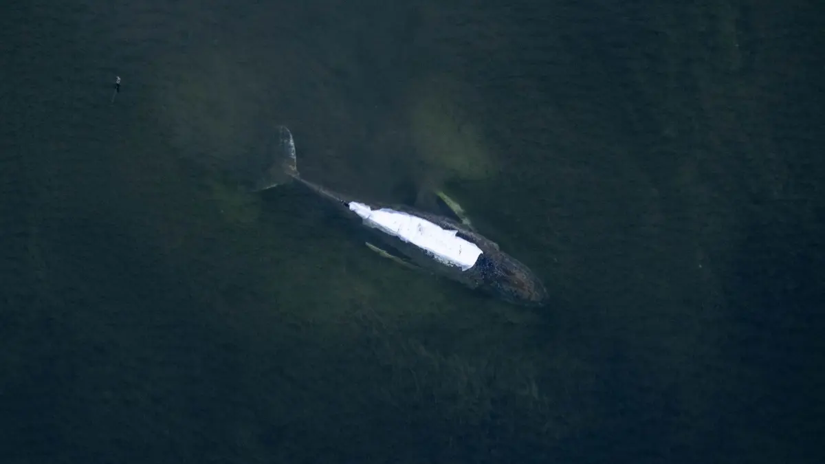 Rettungsaktion für den Buckelwal: 18.04.2026, Mecklenburg-Vorpommern, Wismar: Der Buckelwal vor der Insel Poel. Der Rücken ist mit Tüchern abgedeckt. Für den bei Wismar gestrandeten Buckelwal gibt es einen Rettungsversuch. Umgesetzt werden soll das Konzept von einer privaten Initiative. Foto: Stefan Sauer/dpa +++ dpa-Bildfunk +++