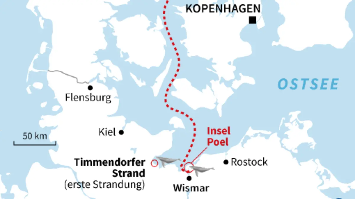 Wal In Der Ostsee Aktuell Livestream Und Karte Wo Ist Buckelwal 765 353 ...
