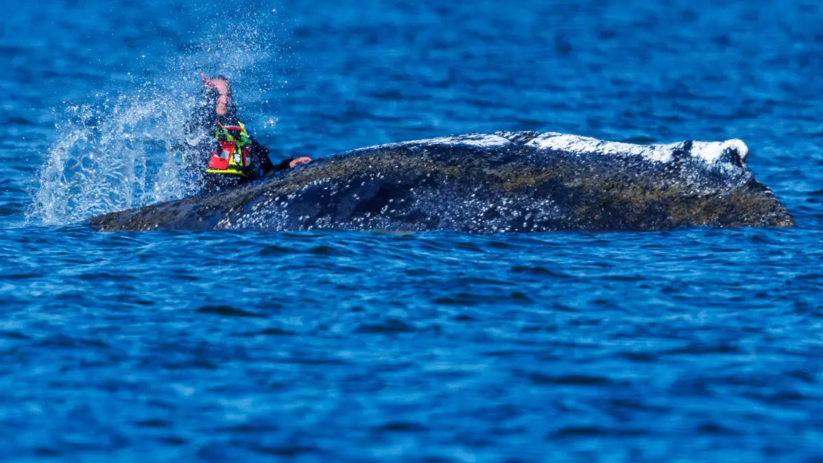 Weitere Entwicklung zum Buckelwal in der Ostsee: 21.04.2026, Mecklenburg-Vorpommern, Kirchdorf (Poel): Helfer bespritzen den Buckelwal vor der Insel Poel mit Wasser. Das Tier liegt an der gleichen Stelle wie am Vorabend. Der bei Wismar gestrandeten Buckelwal hatte sich am 20.04.2026 freigeschwommen und sich mehrere Kilometer bewegt. Foto: Jens Büttner/dpa +++ dpa-Bildfunk +++