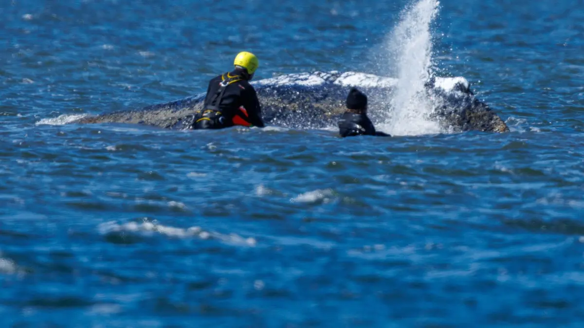 Weitere Entwicklung zum Buckelwal in der Ostsee: 21.04.2026, Mecklenburg-Vorpommern, Kirchdorf (poel): Helfer sind direkt am Buckelwal vor der Insel Poel im Einsatz und bespritzen das Tier mit Wasser. Der Wal liegt an der gleichen Stelle wie am Vorabend. Eine privaten Initiative versucht seit Tagen den Wal zu retten. Foto: Jens Büttner/dpa +++ dpa-Bildfunk +++