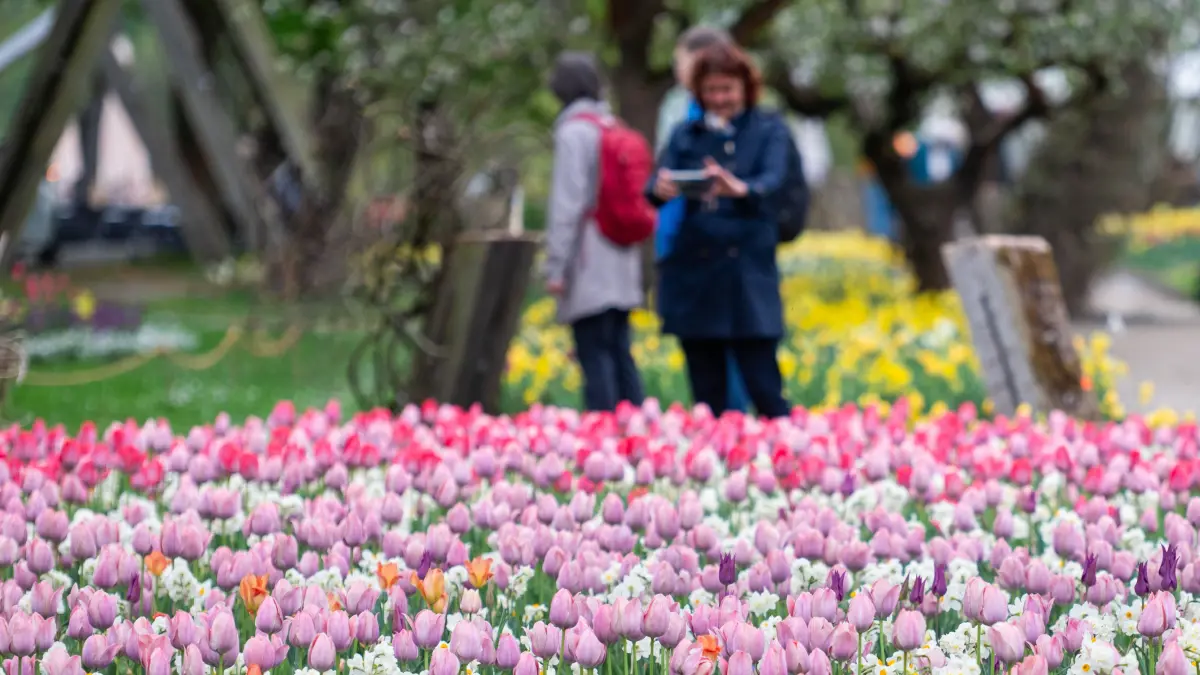 Besucher gehen bei der 20. Tulpenausstellung «Tulipan» durch den Britzer Garten. +++ dpa-Bildfunk +++
