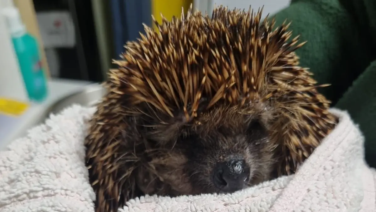 Verletzter Igel: In der Igel-Auswilderungsstation Bernau werden verletzte Tiere aufgepäppelt.