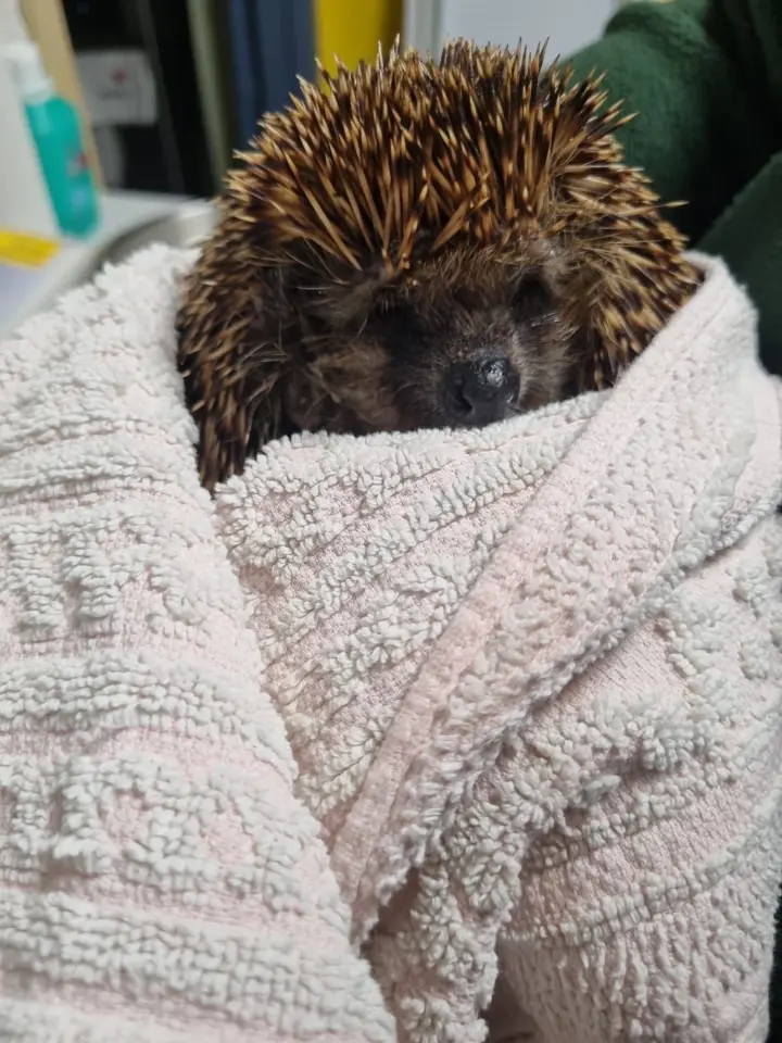 Warum die Tiere in Gefahr sind