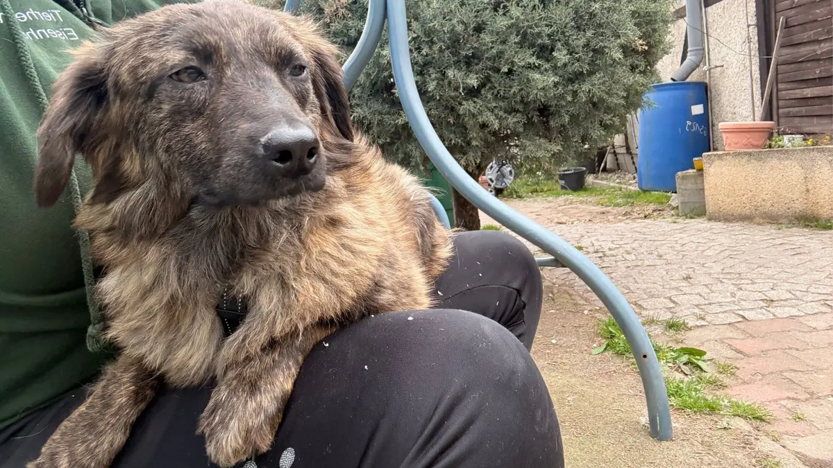 Sitzt auf dem Schoß einer Tierheimmitarbeiterin: der knapp zweijährige Mischling Zaara. Die Hündin ist recht scheu und benötigt etwas Zeit, um Vertrauen zu einer Person zu fassen.