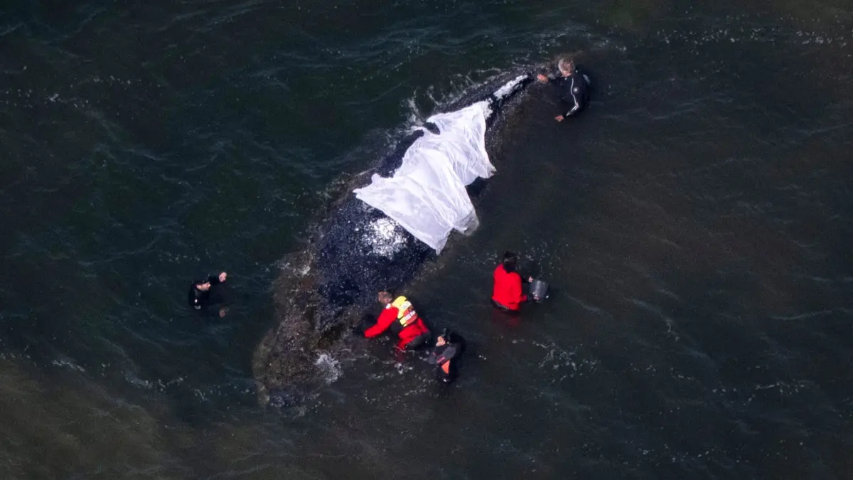 Weitere Entwicklung zum Buckelwal in der Ostsee: 23.04.2026, Mecklenburg-Vorpommern, Wismar: Helfer stehen in direkter Nähe zum Wal (Aufnahme aus einem Flugzeug). Der vor drei Wochen bei Wismar gestrandete Buckelwal liegt weiterhin im Flachwasser fest. Eine privaten Initiative versucht seit Tagen den Wal zu retten. Foto: Philip Dulian/dpa +++ dpa-Bildfunk +++