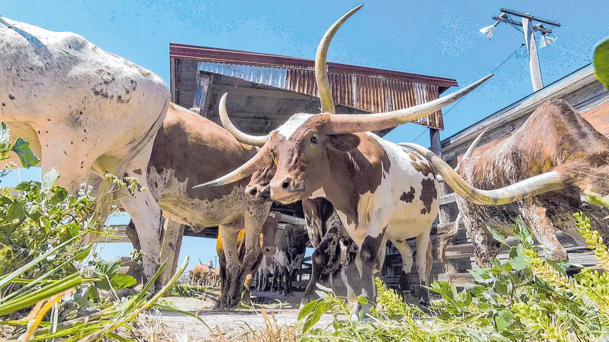 Texas – echtes Amerika-Gefühl.
