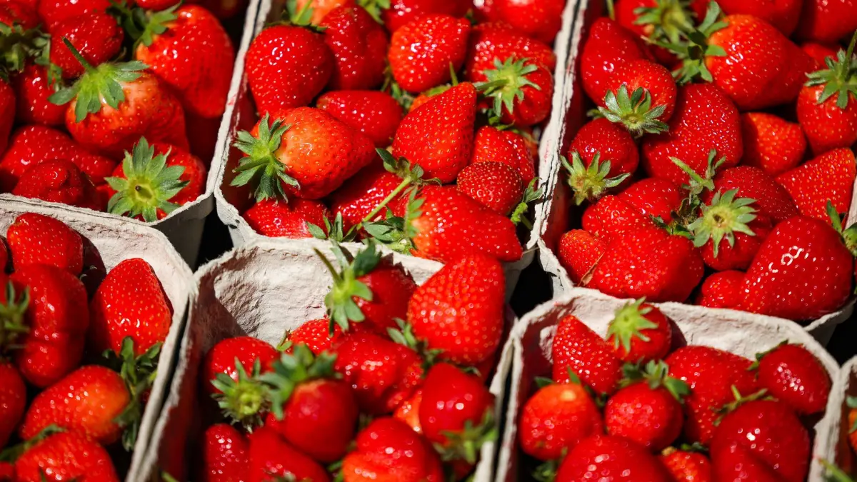 Früher Saisonstart für Erdbeeren: PRODUKTION - 23.04.2026, Nordrhein-Westfalen, Dortmund: Erdbeeren liegen verkaufsfertig abgepackt in Transportboxen. (zu dpa: «Früher Saisonstart für Erdbeeren - Wo darf ich pflücken?») Foto: Christoph Reichwein/dpa +++ dpa-Bildfunk +++