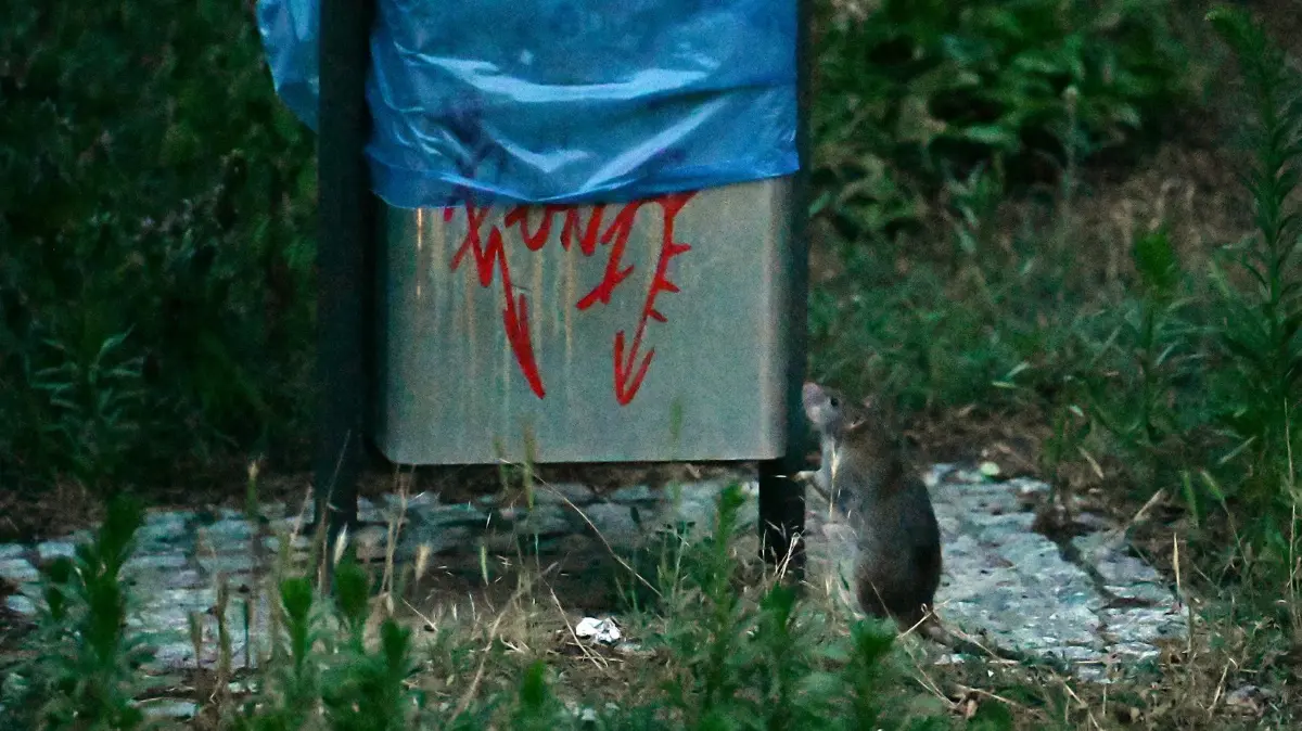 Ratten