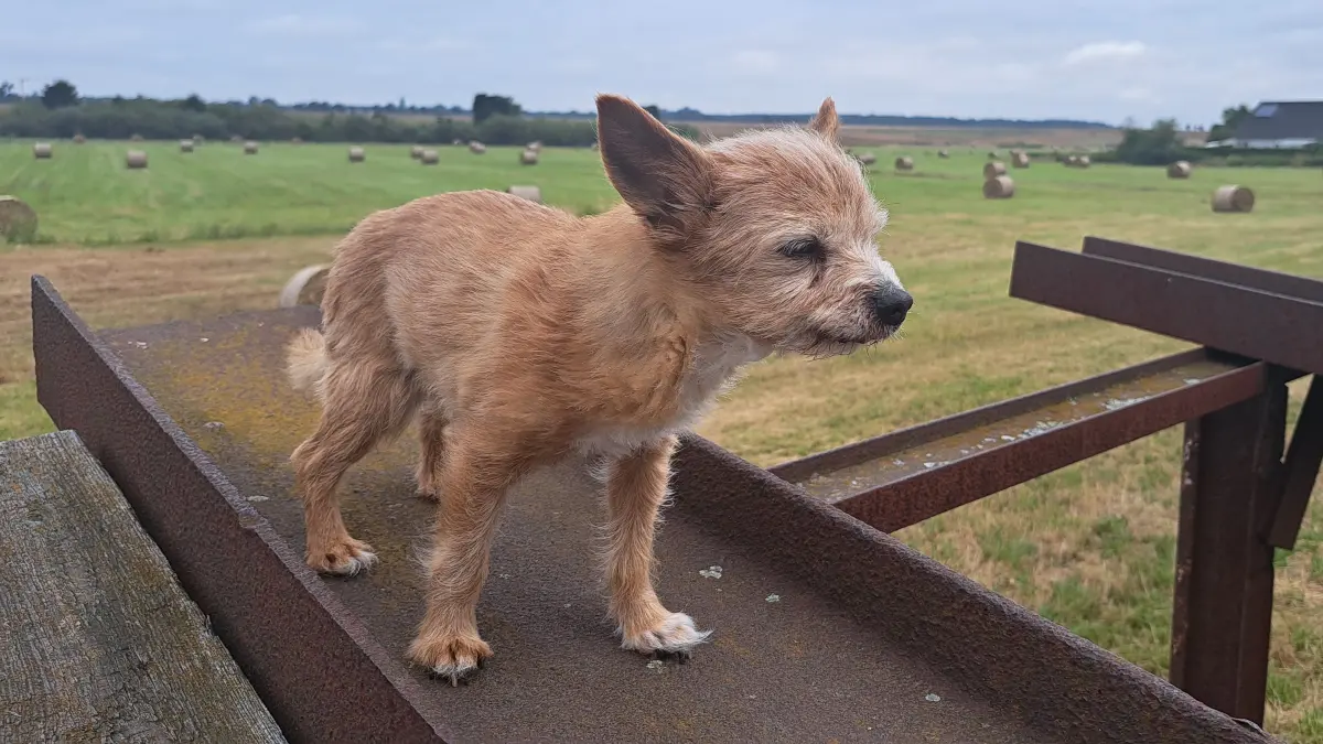 Hund Pauli ist verschwunden