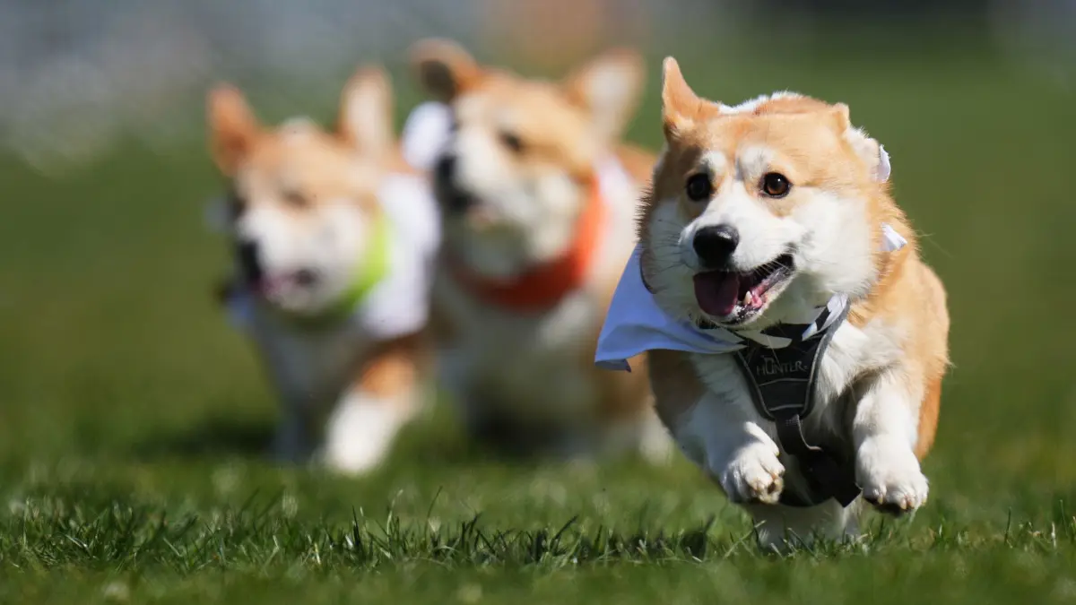 Corgi Rennen in Prag: 25.04.2026, Tschechien, Prag: Corgis nehmen am tschechischen Corgi Run in Prag, Tschechische Republik, teil. Foto: Petr David Josek/AP/dpa +++ dpa-Bildfunk +++