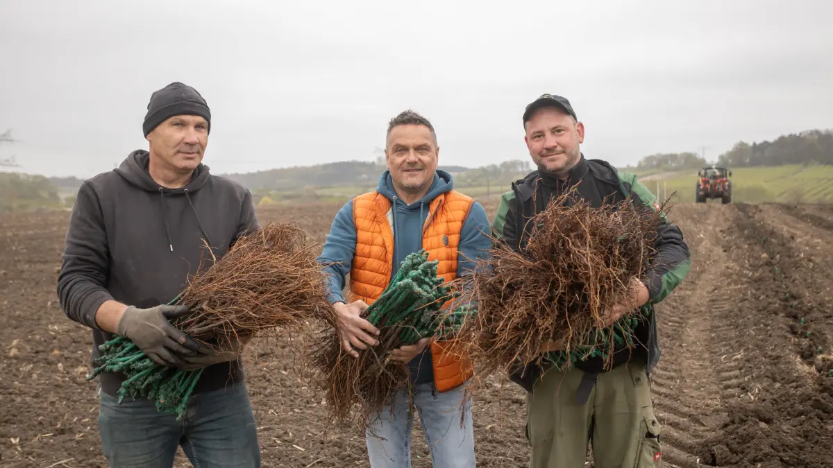 Viel Arbeit gibt es gerade auf den Flächen von Matthias Jahnke. Erst werden die Weinreben gesetzt dann werden Pfähle in die Erden gerammt. Das alles geht natürlich nur mit erfahrenen Menschen.