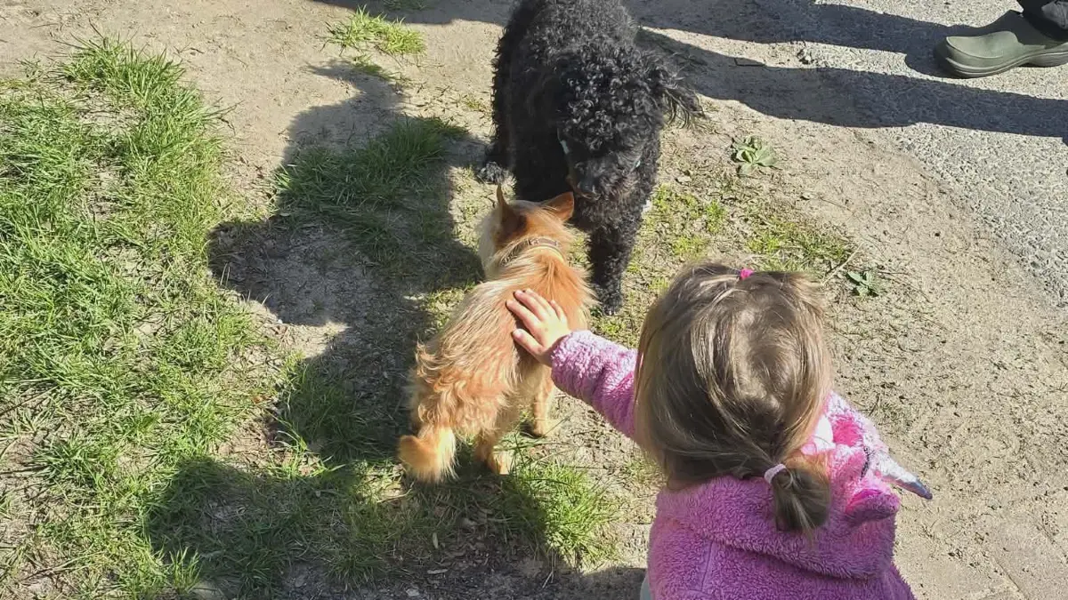 Hund Pauli ist wieder da. Tochter vom Herrchen freut sich