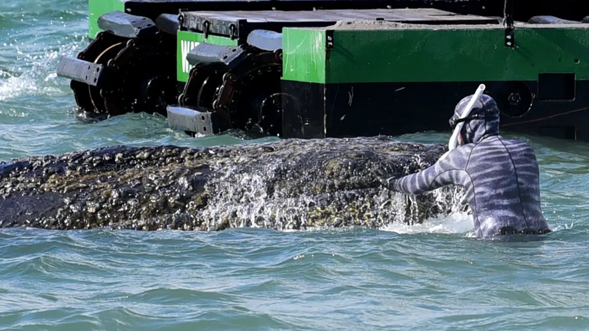 Vermeintlich ruhiger Wal im Trubel - Was fühlt das Tier wirklich?