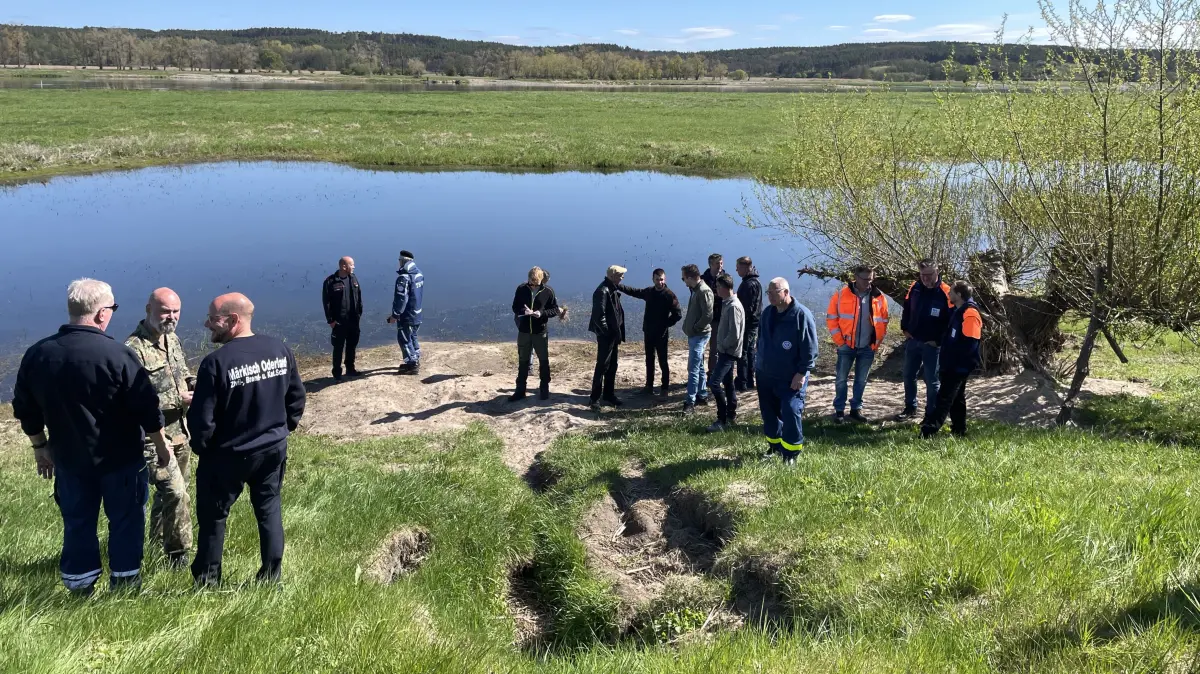 Großer Deichschaden durch Biber: In Höhe Güstebieser Loose hatte sich zum Eishochwasser ein Biber eine 13 Meter tiefe Fluchtröhre in den Damm gewühlt. Die ist nun eingefallen und muss verbaut werden.