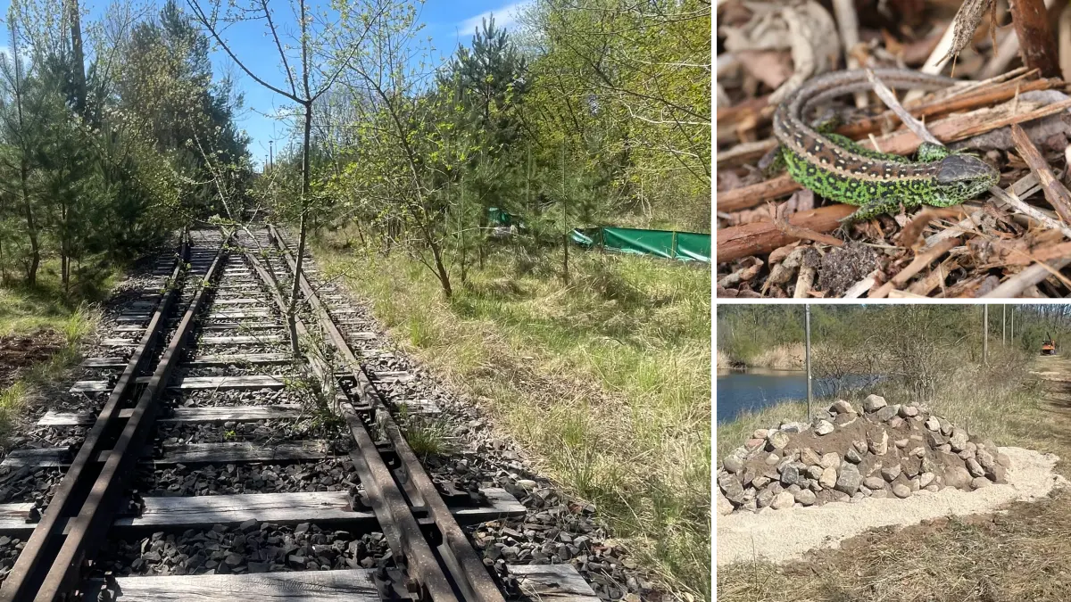 Zauneidechsen (rechts oben) sind empfindliche und seltene Tiere. In Eisenhüttenstadt erhalten sie jetzt eine neue Heimat. Das ist eine Voraussetzung, dass wieder Zügfe fahren können.
