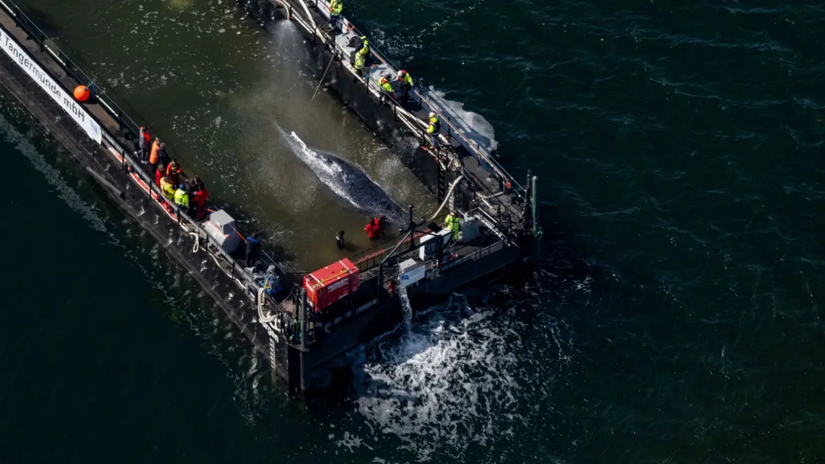 Weitere Entwicklung zum Buckelwal in der Ostsee: 28.04.2026, Mecklenburg-Vorpommern, Fährdorf: Der in der Ostsee gestrandete Buckelwal ist in dem für seinen Transport vorgesehenen Lastkahn angekommen. Das Tier bewegte sich durch eine zuvor ausgebaggerte Rinne in die sogenannte Barge, nachdem Helfer ihn zuvor mit Gurten in diese Richtung gezogen hatten. Der vor über drei Wochen bei Wismar gestrandete Buckelwal soll nun mit dem Schiff in die Nordsee gebracht werden. Eine private Initiative hatte seit Tagen versucht, den Wal zu retten. Foto: Stefan Sauer/dpa +++ dpa-Bildfunk +++