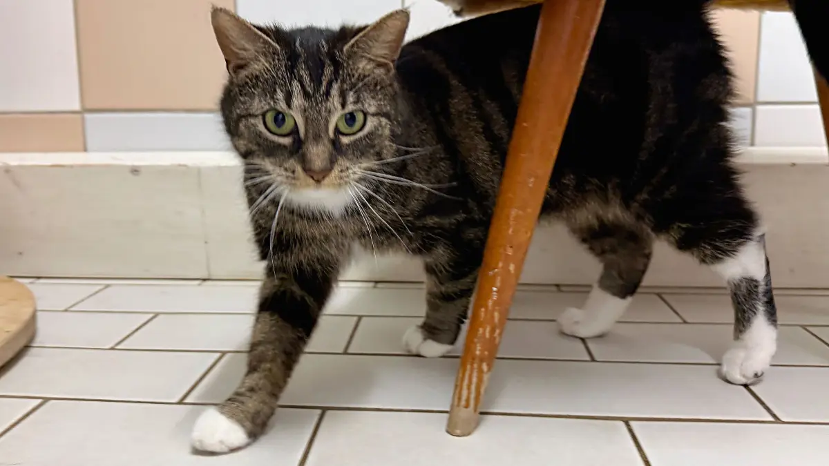 Tierheim Schwedt: Schwedt, 28.04.2026: Katze Arabella aus dem Schwedter Tierheim sucht ein Zuhause mit Freigang