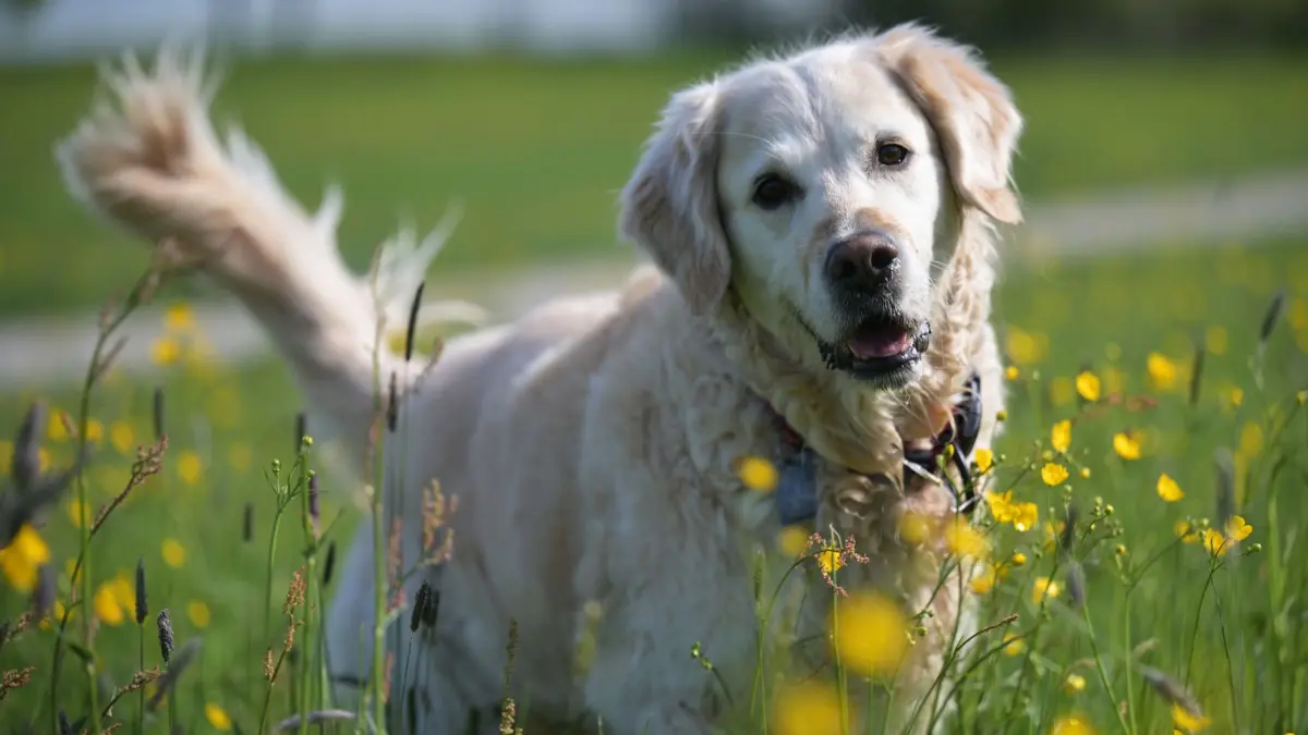 Wetter in Bayern: 28.04.2026, Bayern, Gmund Am Tegernsee: Die Hundedame Luna, ein Golden Retriever, steht in einer Blumenwiese. Foto: Malin Wunderlich/dpa +++ dpa-Bildfunk +++