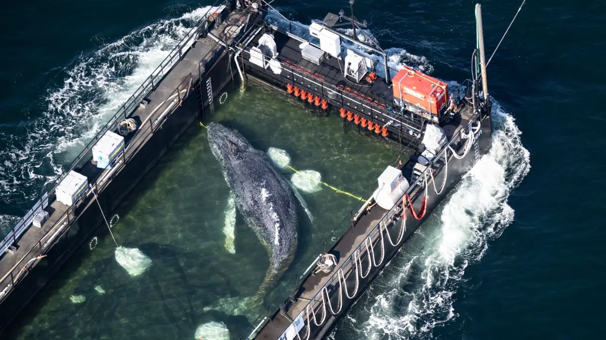 Weitere Entwicklung zum Buckelwal in der Ostsee: 29.04.2026, Schleswig-Holstein, Fehmarn: Der Wal liegt am Mittwochmorgen in einem gefluteten Lastschiff kurz vor der dänischen Grenze (Aufnahme aus einem Flugzeug). Der aus einer flachen Bucht vor Wismar geborgene Buckelwal wird in Richtung Nordsee transportiert. Der Meeressäuger hatte zuvor vier Wochen in der Bucht der Insel Poel festgesteckt.
(zu dpa: «Jubel und Zweifel – Wie geht’s weiter mit dem Wal?») Foto: Philip Dulian/dpa - ACHTUNG: Dieses Foto hat dpa bereits im Bildfunk gesendet +++ dpa-Bildfunk +++
