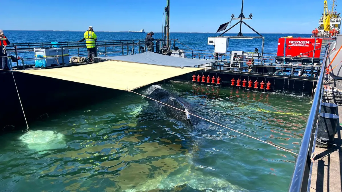 Weitere Entwicklung zum Buckelwal in der Ostsee: HANDOUT - 29.04.2026, Dänemark, ---: Dieses von der Rettungsinitiative zur Verfügung gestellte Foto zeigt den Buckelwal in einem gefluteten Lastschiff in der Ostsee. Der aus einer flachen Bucht vor Wismar geborgene Buckelwal wird in Richtung Nordsee transportiert. Der Meeressäuger hatte zuvor vier Wochen in der Bucht der Insel Poel festgesteckt. Foto: Jens Schwarck/Rettungsinitiative/dpa - ACHTUNG: Nur zur redaktionellen Verwendung im Zusammenhang mit der aktuellen Berichterstattung und nur mit vollständiger Nennung des vorstehenden Credits +++ dpa-Bildfunk +++