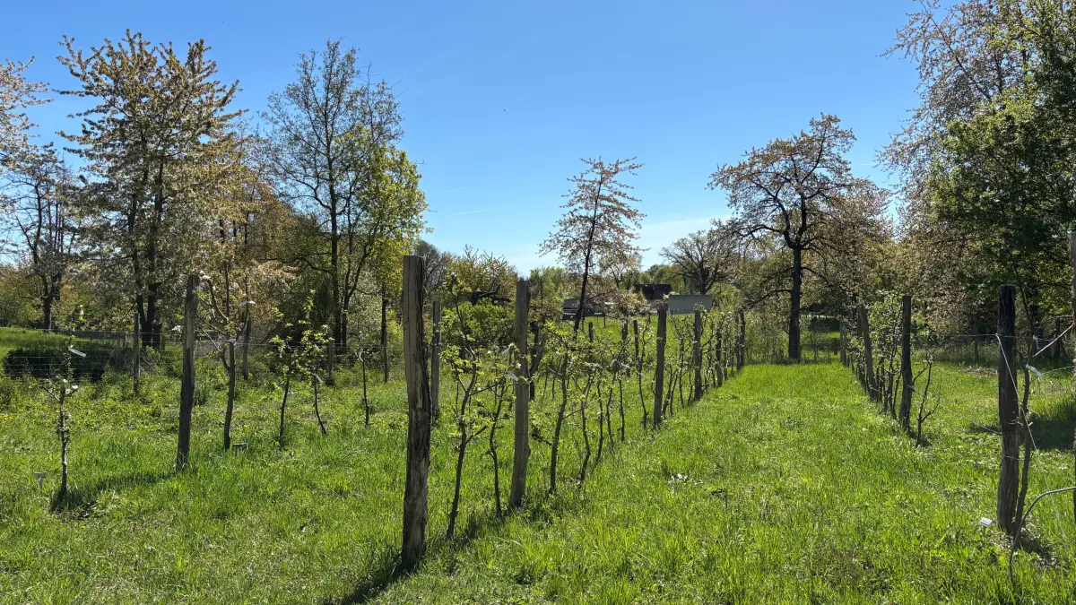 Was aussieht wie eine Baumschule, ist ein Zufluchtsort für über 100 Apfelbäume aus einer Sammlung historischer Raritäten. Die Bäume von einer Plantage in Biesenbrow bei Angermünde wurden vor der Säge gerettet und umgepflanzt. Sie sollen an anderen Orten eine Zukunft erhalten.