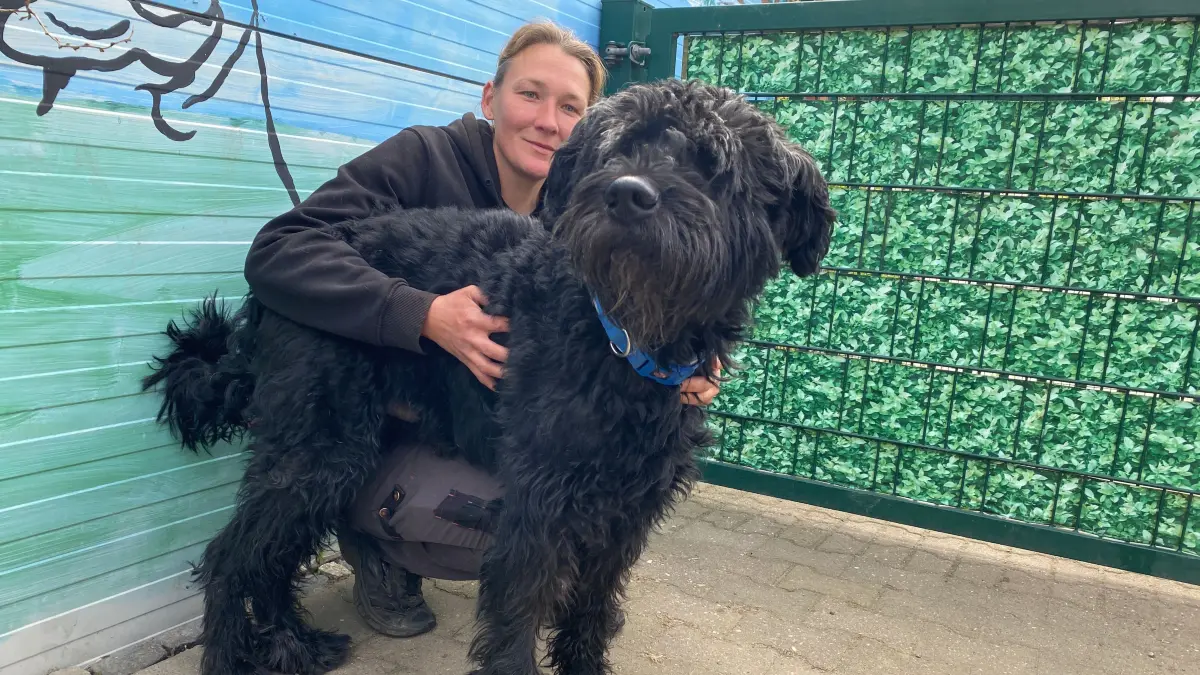 Muss sich auf ein neues Herrchen einstellen: der reinrassige Riesenschnauzer Schröder. Er wartet in Alinas Tierheim an der Oderlandstraße in Eisenhüttenstadt auf ein neues Zuhause.