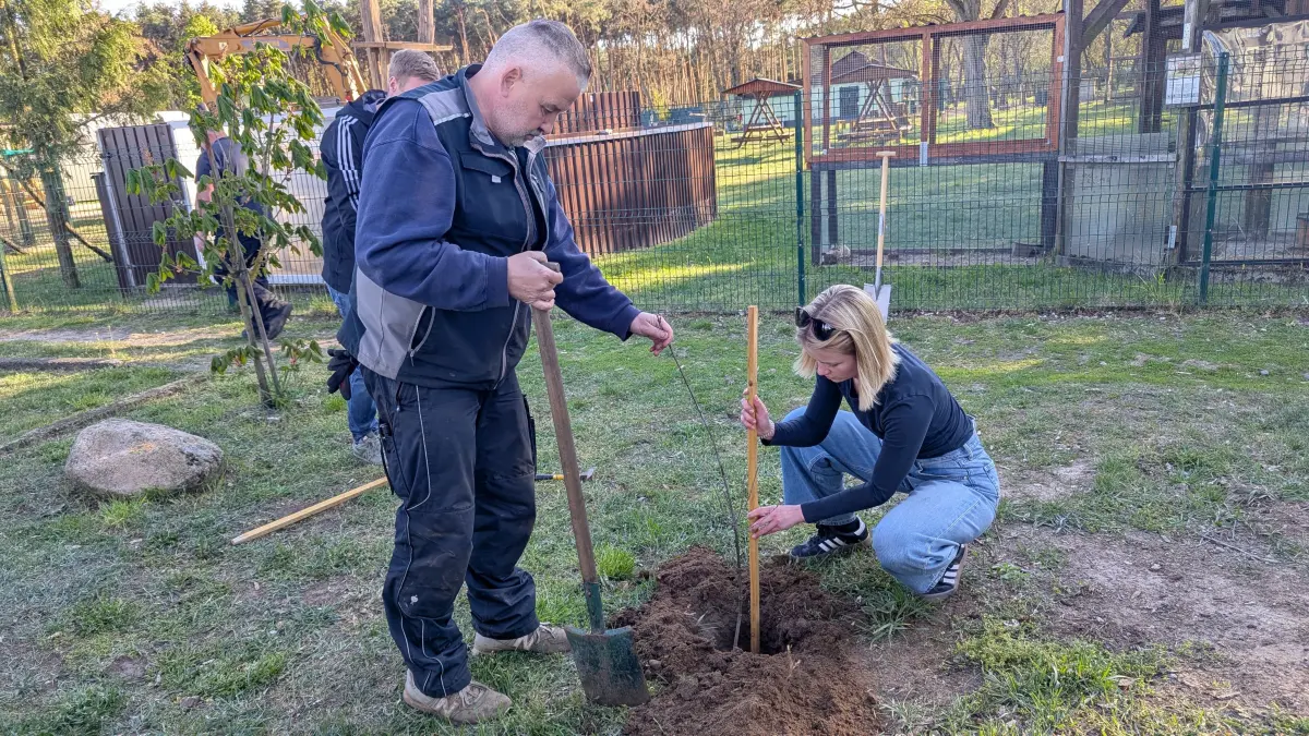 Die Stadtverordneten Celeste Schubert (WRZ) und Ulf Leimann (AfD) pflanzen vor dem Wildgehege Wriezen eine Roteiche.