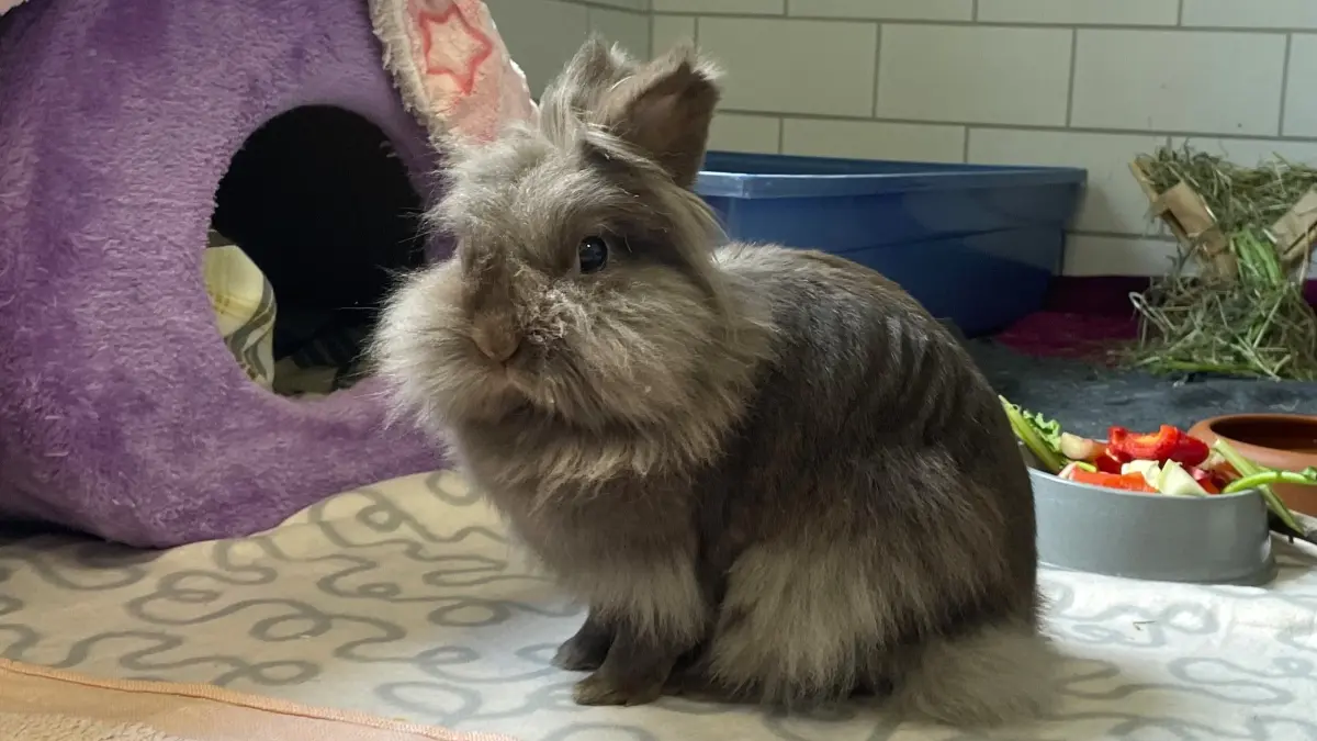 Löwenköpfchen Lulu hängt sehr an ihrem Percy. Wenn sich ihr im Tierheim Märkisch Buchholz allerdings Menschen nähern, achtet sie auf ihre Privatsphäre.