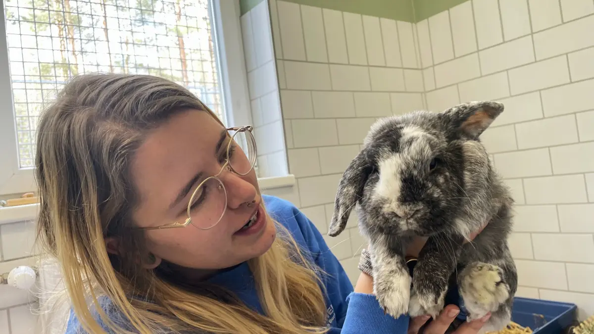 Rammler Percy ist verhaltenstechnisch das glatte Gegenteil von Kaninchen-Dame Lulu. Dass die stellvertretende Tierheimleiterin Denis Möbius in Märkisch Buchholz ihn auf den Arm nimmt, scheint er beinahe zu genießen.