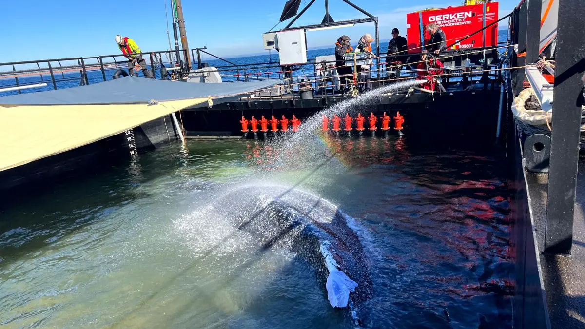 Weitere Entwicklung zum Buckelwal in der Ostsee: HANDOUT - 30.04.2026, Dänemark, ---: Dieses von der Rettungsinitiative zur Verfügung gestellte Foto zeigt den Buckelwal in einem gefluteten Lastschiff auf See. Nach Plänen der privaten Initiative, die für den Transport verantwortlich ist, soll der Wal in einer mehrtägigen Aktion um die Nordspitze Dänemarks herum durch das Skagerrak in die Nordsee gebracht und dann dort ausgesetzt werden. Foto: Jens Schwarck/Rettungsinitiative/dpa - ACHTUNG: Nur zur redaktionellen Verwendung im Zusammenhang mit der aktuellen Berichterstattung und nur mit vollständiger Nennung des vorstehenden Credits +++ dpa-Bildfunk +++