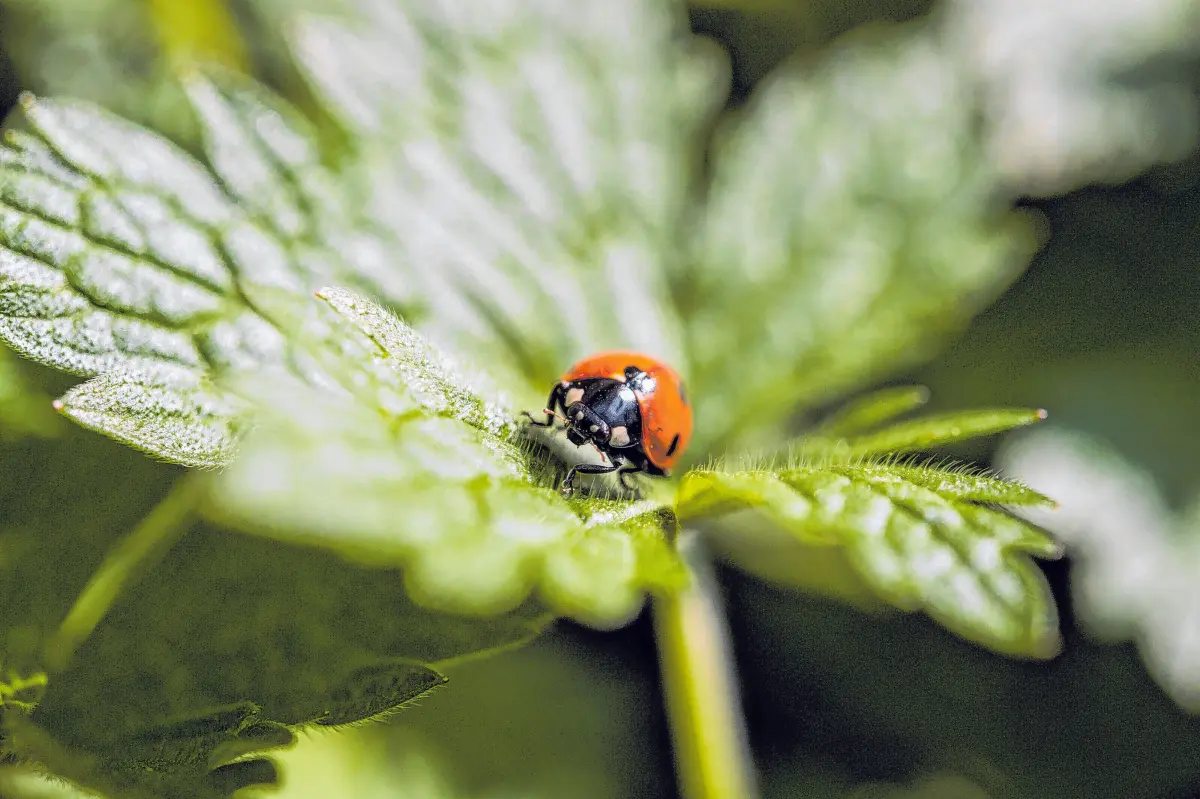 Angesagt sind auch Nützlinge wie Marienkäfer, die im naturnahen Garten gefördert werden, um Schädlinge zu regulieren. ⇥Foto: Andrea Warnecke/dpa-mag