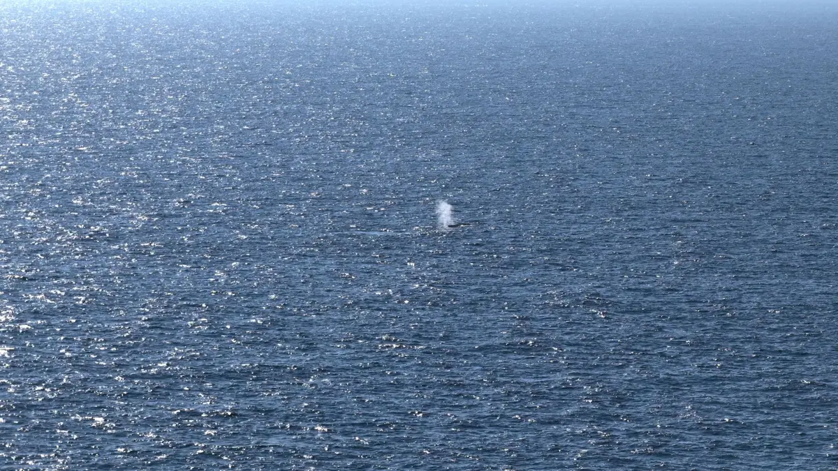 Buckelwal in der Nordsee freigesetzt: 02.05.2026, Dänemark, Skagen: Der Blas eines Wales, bei dem es sich vermutlich um den in einer flachen Ostsee-Bucht an der Insel Poel geborgene Buckelwal handelt, ist im Meer bei Skagen zu sehen. Der Buckelwal ist nach Angaben aus dem Team der verantwortlichen Privatinitiative und nach Bildern des Livestream-Anbieters News5 in der Nordsee freigesetzt worden. Der Wal sei gegen 9.00 Uhr nicht mehr im Lastkahn gewesen. Foto: Sebastian Peters/NEWS5/dpa +++ dpa-Bildfunk +++