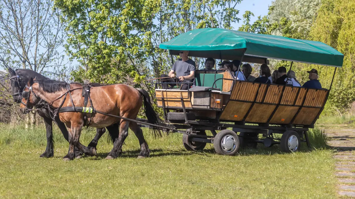 20 Minuten ging es beim Baumblütenfest mit der Kutsche durch die Obstplantagen in Markendorf.