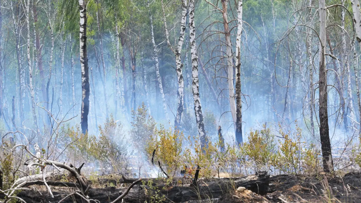 Waldbrand bei Jüterbog: ARCHIV - 03.07.2025, Brandenburg, Jüterbog: Rauschschwaden ziehen in Brandenburg durch einen Wald und künden von einem Waldbrand. (zu dpa: «Feuerwehr: Waldbrand bei Jüterbog könnte mehrere Tage dauern») Foto: Michael Bahlo/dpa +++ dpa-Bildfunk +++