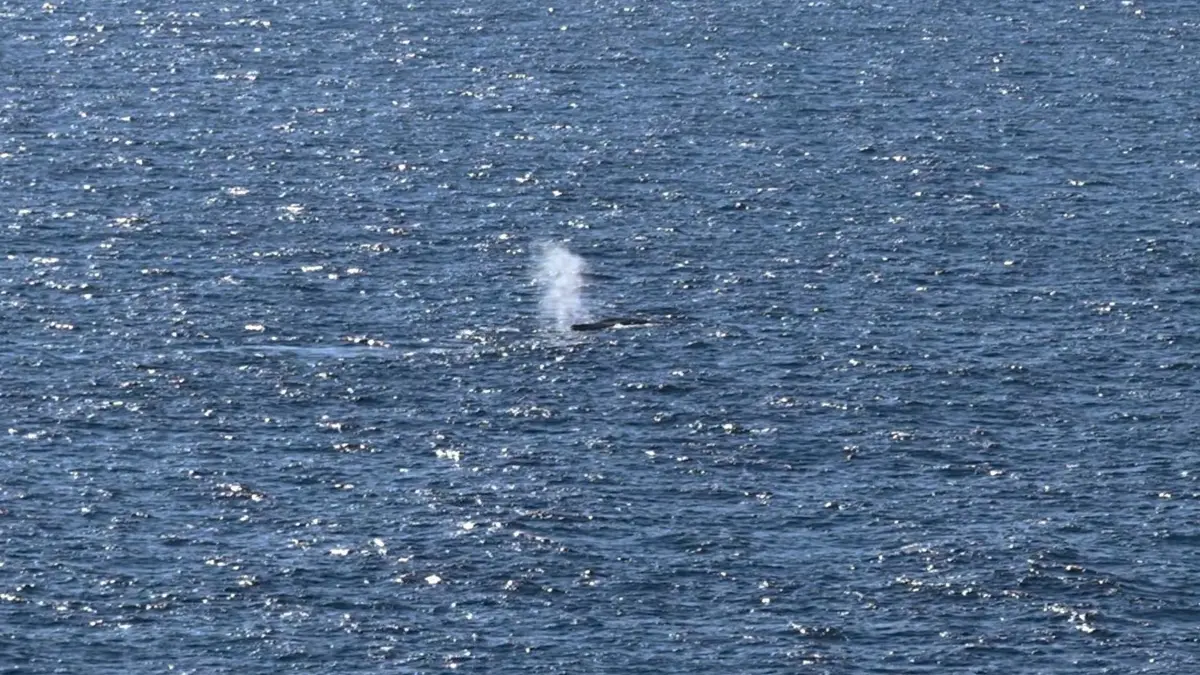 Buckelwal in der Nordsee freigesetzt: 02.05.2026, Dänemark, Skagen: Der Blas eines Wales, bei dem es sich vermutlich um den in einer flachen Ostsee-Bucht an der Insel Poel geborgene Buckelwal handelt, ist im Meer bei Skagen zu sehen. Der Buckelwal ist nach Angaben aus dem Team der verantwortlichen Privatinitiative und nach Bildern des Livestream-Anbieters News5 in der Nordsee freigesetzt worden. Der Wal sei gegen 9.00 Uhr nicht mehr im Lastkahn gewesen. (Recrop - bestmögliche Qualität) Foto: Sebastian Peters/NEWS5/dpa +++ dpa-Bildfunk +++