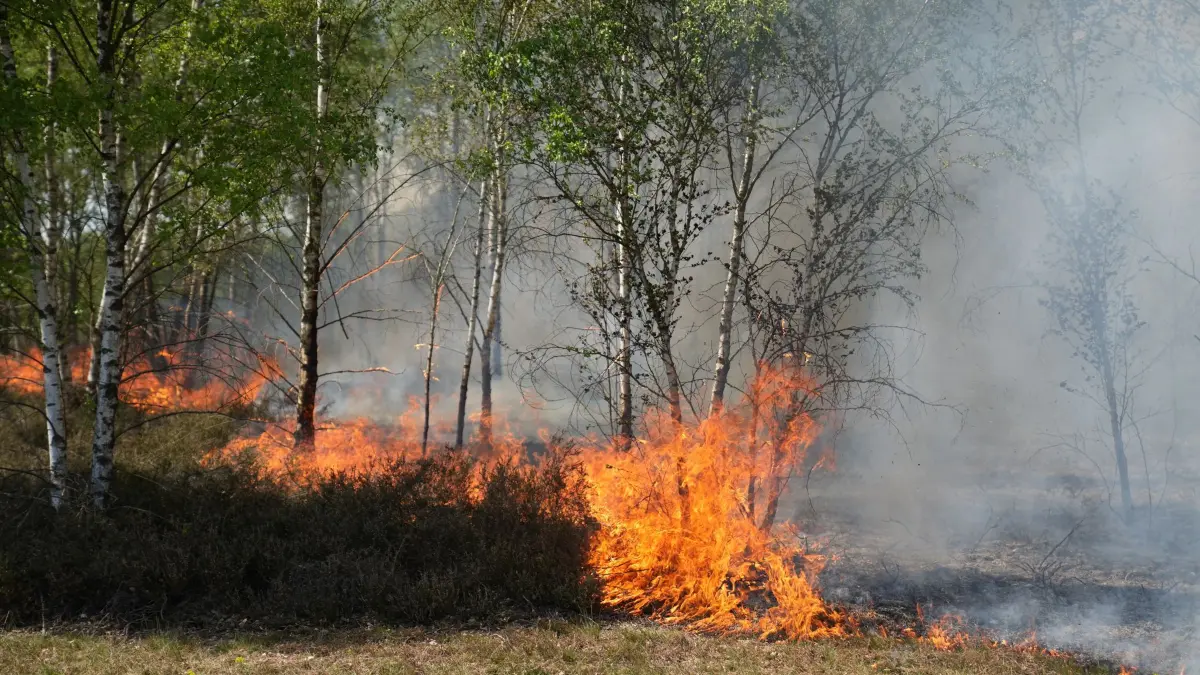 Waldbrand auf munitionsbelastetem Gelände bei Jüterbog: 03.05.2026, Brandenburg, Jüterbog: Feuer und Rauch sind in einem Waldgebiet bei Jüterbog zu sehen. Seit Freitag brennt es im Landkreis Teltow-Fläming auf einem ehemaligen Truppenübungsplatz, der mit Munition belastet ist. Foto: Manuel Genolet/dpa +++ dpa-Bildfunk +++
