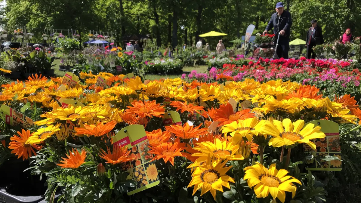 Blumen- und Pflanzenmarkt Müllrose 2025: Müllrose. Blumen- und Pflanzenmarkt vom 08.05. bis zum 10.05.2025 auf der Festwiese. Gartenbaubetriebe aus der Region bieten ihre Produkte an. Vorn: Gazania. Foto vom 08.05.2025 Foto: Frank Groneberg
