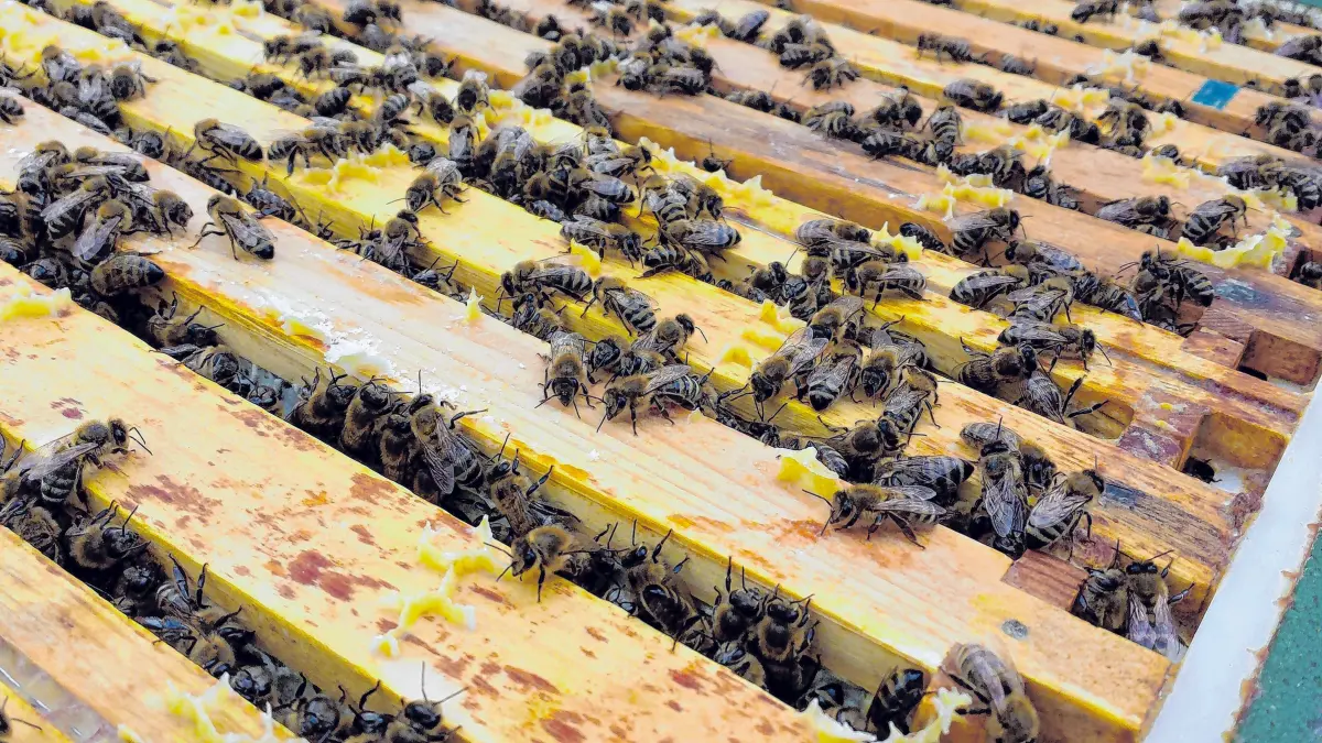Honig- und Wildbienen thematisiert der Imkerverein.