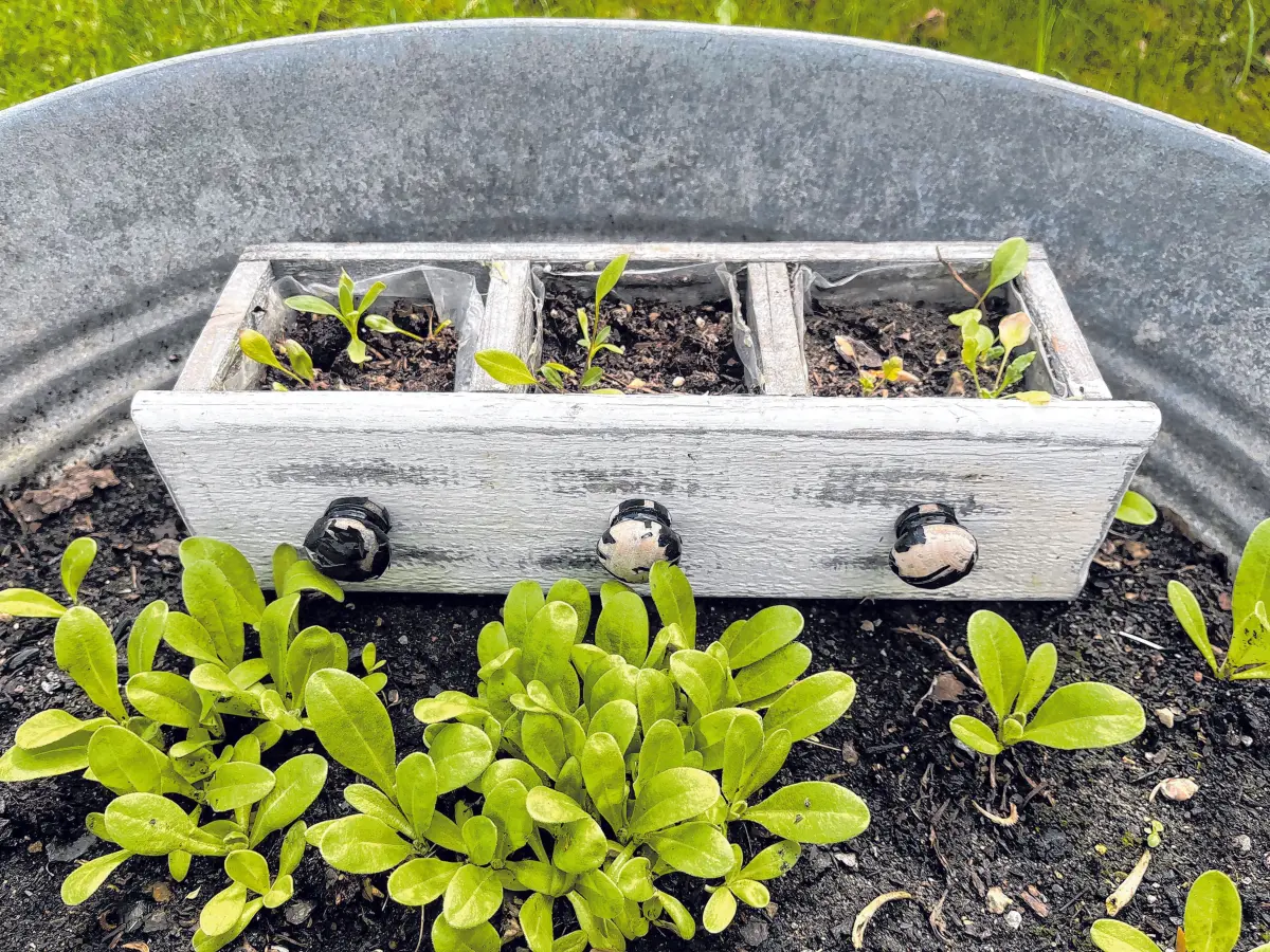 Gartendekoration und Pflanzenzuchttipps wird‘s geben.