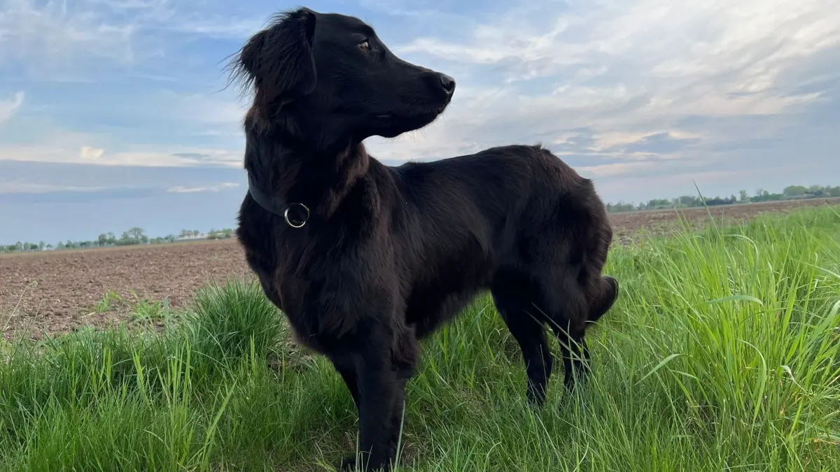Hündin Vinne bei einem Spaziergang. Mittlerweile geht es dem Flat-coated Retriever wieder gut.