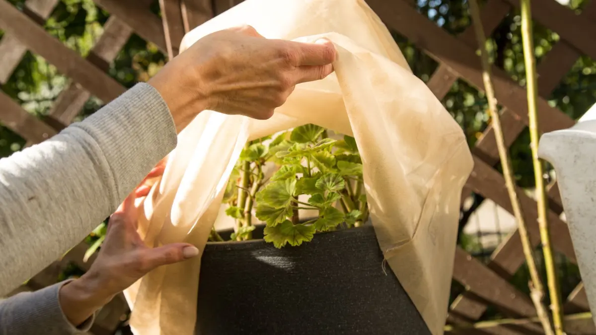 Eine Frau hebt das Gartenvlies von ihren Geranien