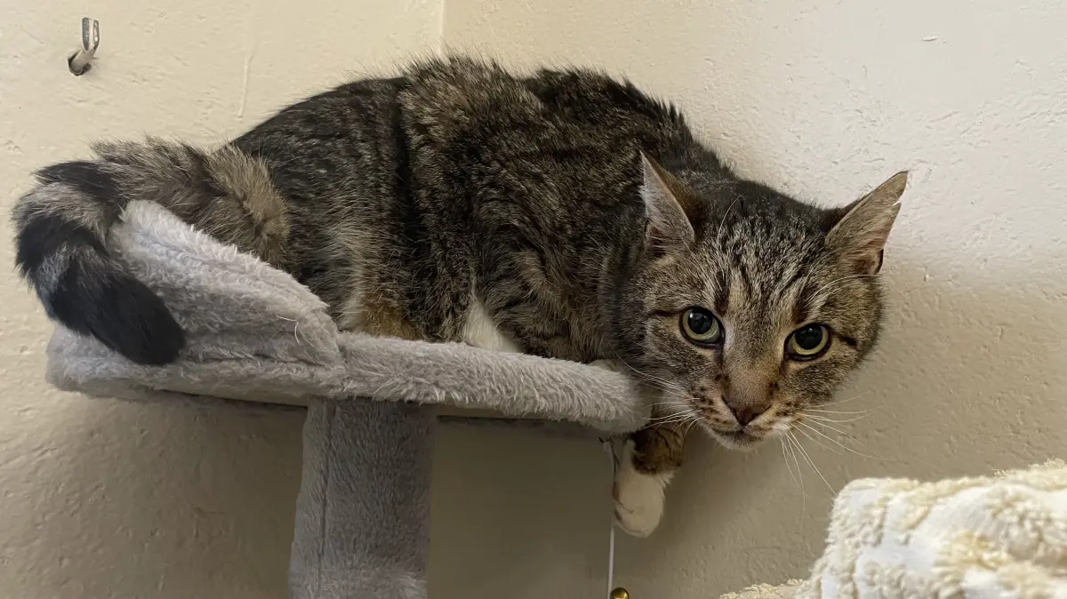 Kater Tiger bekam im Tierheim Märkisch Buchholz seinen Spitznamen wegen seiner Streifen. Anfassen ist nicht, der rüstige Mäusejäger ist keine Schmusekatze.
