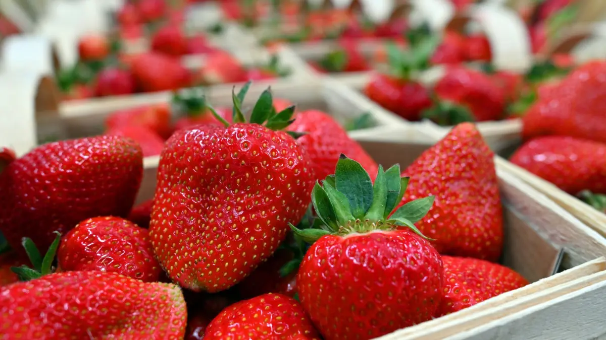 Erdbeer-Saison beginnt in Thüringen: 07.05.2026, Thüringen, Gebesee: Frische Erdbeeren liegen in Spankörben zum Start in die Erdbeersaison in Thüringen auf dem Erdbeerhof in Gebesee. Thüringenweit wurde nach vorläufigen Angaben des Landesamts für Statistik im vergangenen Jahr auf 95 Hektar Freiland Erdbeeren angebaut und Schätzungen nach rund 748 Tonnen Erdbeeren geerntet. Foto: Martin Schutt/dpa +++ dpa-Bildfunk +++