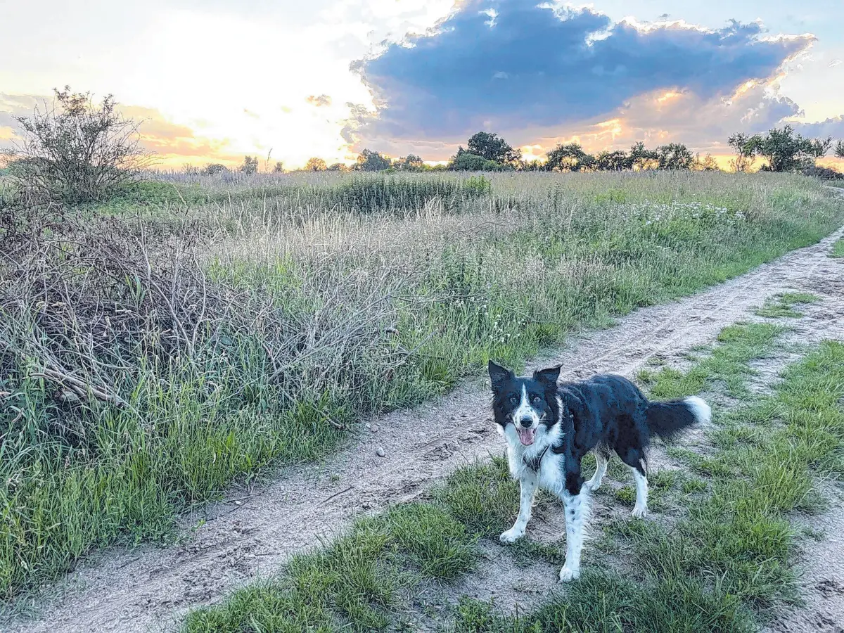 Dieser wirklich beste Hund der Welt hat am Tag des Hundes Geburtstag.⇥Foto: privat