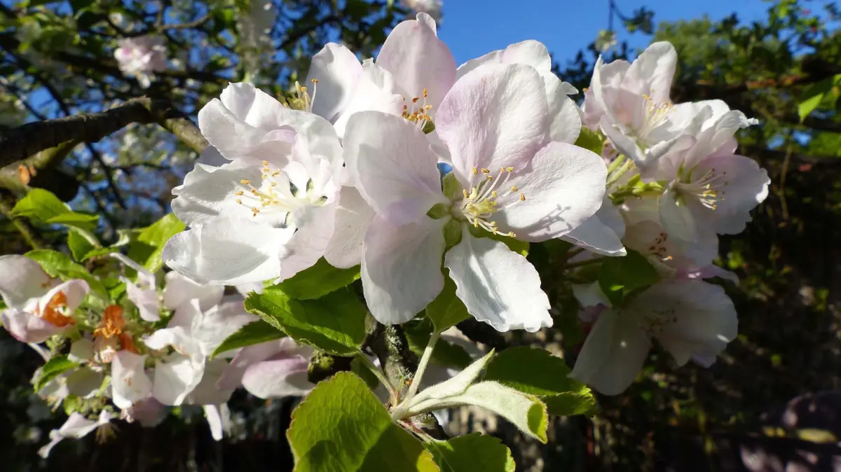 Vor 100 Jahren erfroren: Die Eisheilgien haben im Mai 1926 mit ihren Frösten die Obstblüte im Kreis Beeskow-Storkow größtenteils vernichtet. In diesem Jahr sind die Apfelblüten in Fürstenwalde ohne Schaden davongekommen.